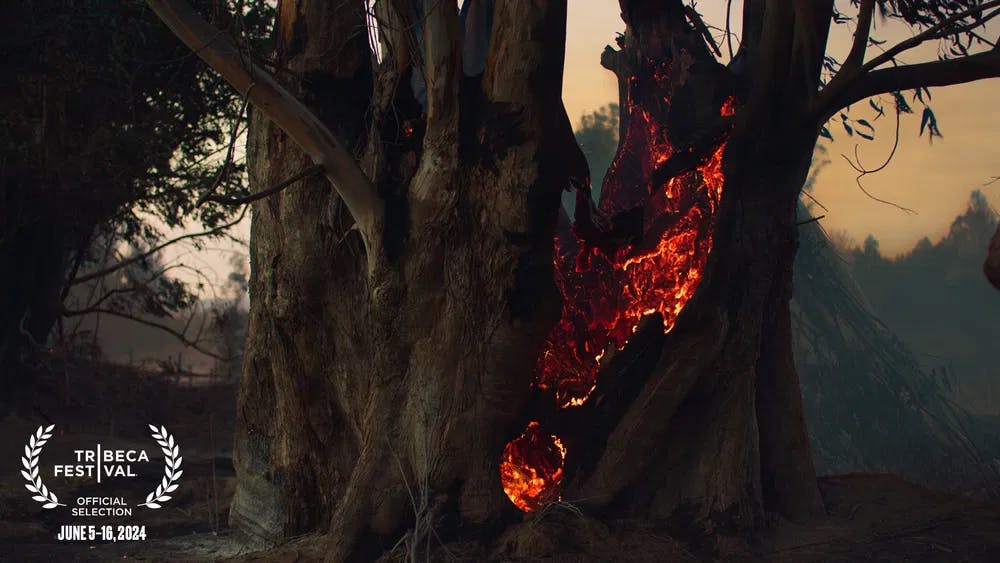 Heart of Fire: a tree burns slowly in "Piropolis." / Photo courtesy of Cinema Tropical.