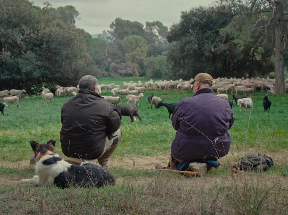 Time is not on their side: Valerio and his friend contemplate their herd in Pau Faus' documentary "Fauna" / Photo courtesy of Nanouk Films & Corporació Catalana de Mitjans Audiovisuals.